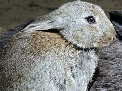 Tierarzt Tierärztliche Praxis für Klein- und Heimtiere, Ute Lipka Wuppertal