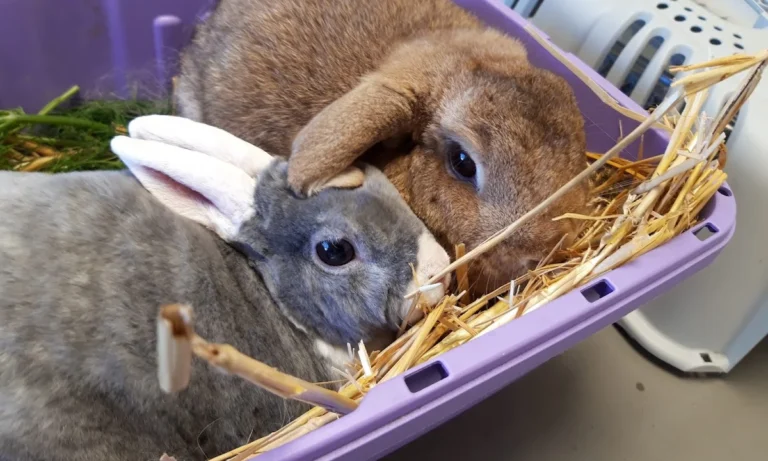 Tierärztliche Praxis für Kleintiere Dr. Grübl