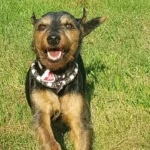 Tierärztliche Praxis für Kleintiere Dres. Baade & Weber