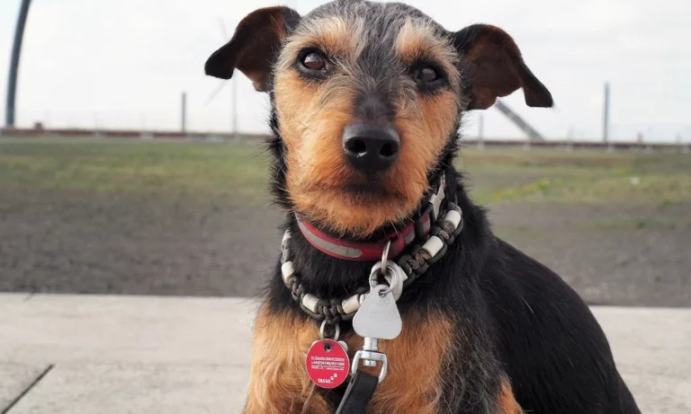 Tierärztliche Praxis für Kleintiere Dres. Baade & Weber