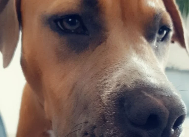 Tierärztliche Praxis für Kleintiere Dres. Baade & Weber