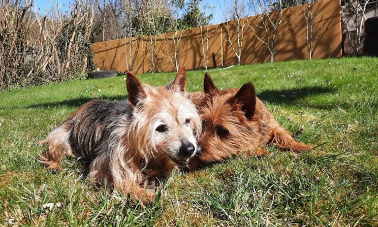 Tierärztliche Praxis für Kleintiere Dres. Baade & Weber