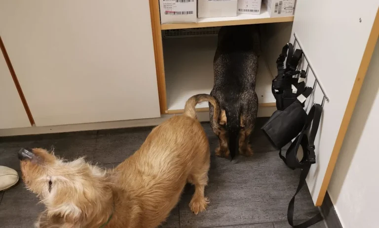 Tierärztliche Praxis für Kleintiere Dres. Baade & Weber