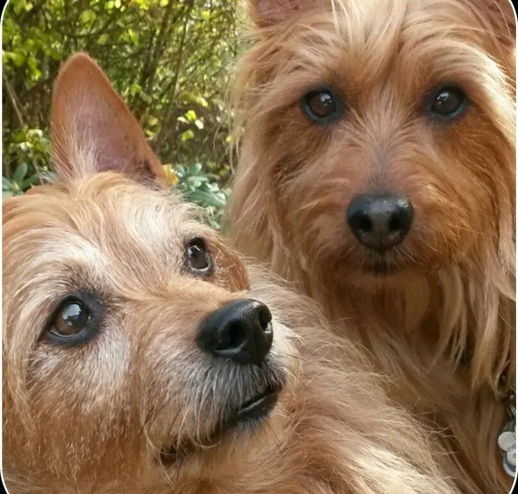 Tierärztliche Praxis für Kleintiere Dres. Baade & Weber