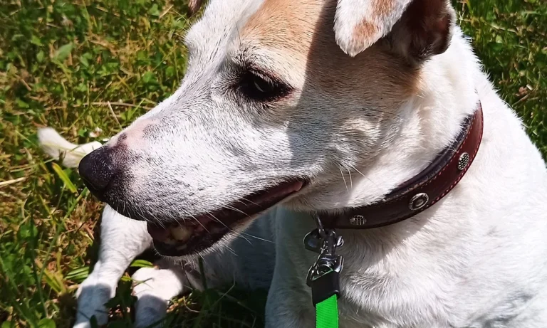 Tierärztliche Praxis für Kleintiere Dres. Baade & Weber