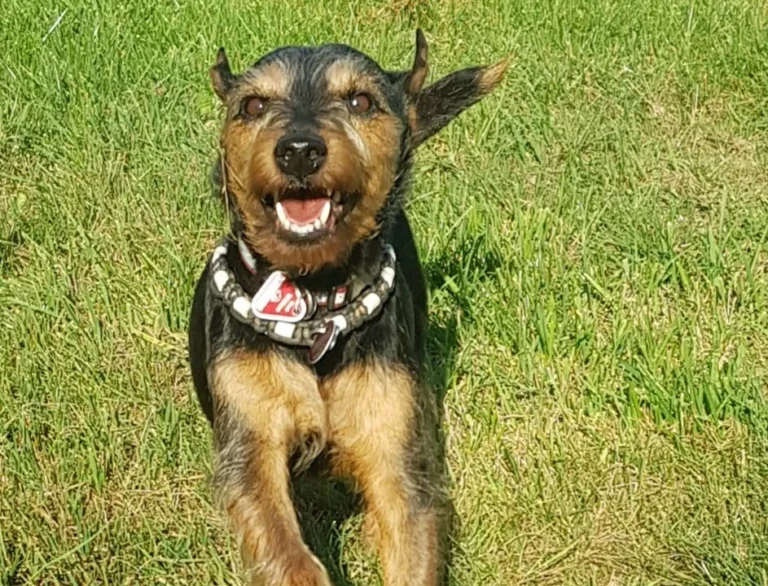 Tierärztliche Praxis für Kleintiere Dres. Baade & Weber