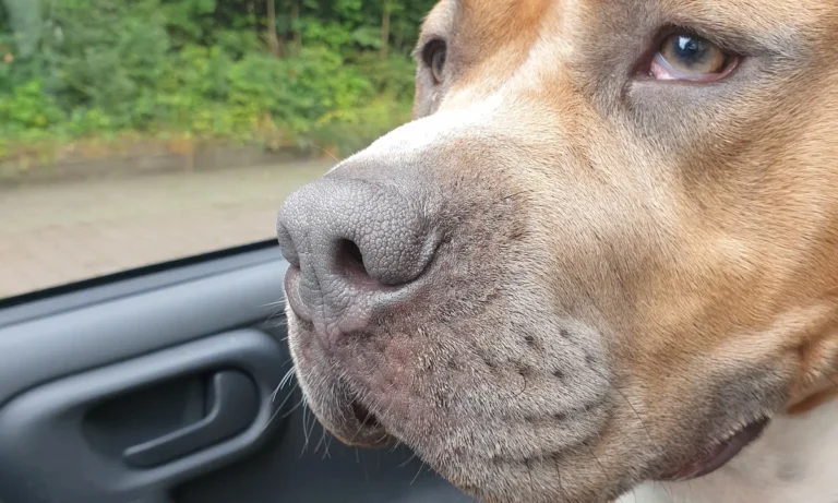 Tierärztliche Praxis für Kleintiere Dres. Baade & Weber