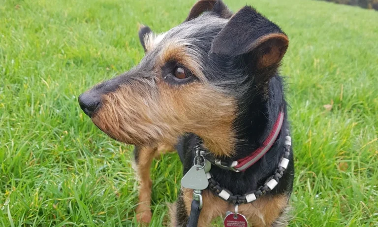 Tierärztliche Praxis für Kleintiere Dres. Baade & Weber