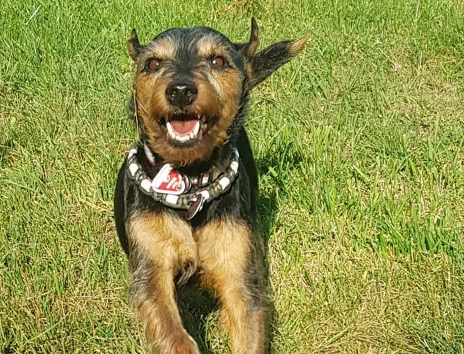 Tierarzt Tierärztliche Praxis für Kleintiere Dres. Baade & Weber Bochum