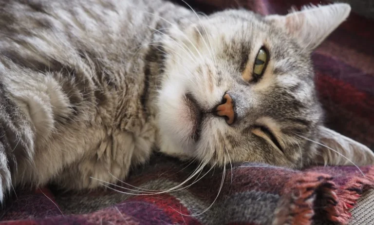 Tierärztliche Praxis für Kleintiere