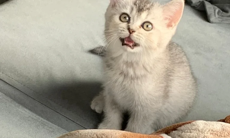 Tierärztliche Praxis für Kleintiere