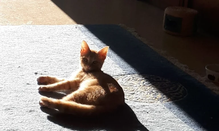 Tierärztliche Praxis für Kleintiere