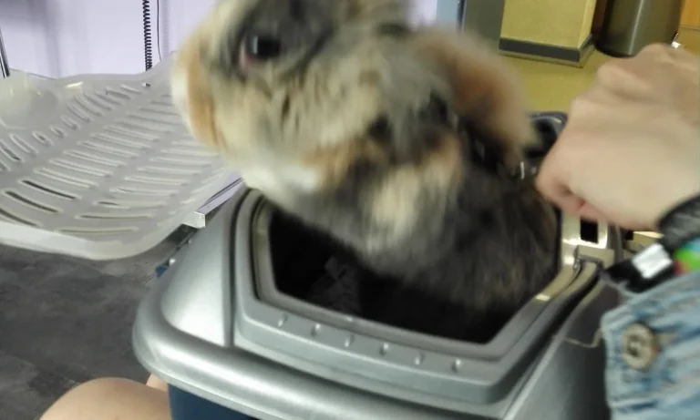 Tierärztliche Praxis für Kleintiere