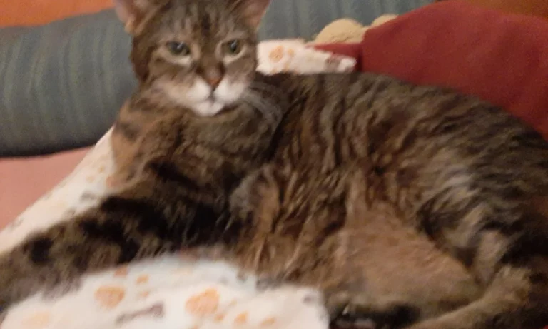 Tierärztliche Praxis für Kleintiere