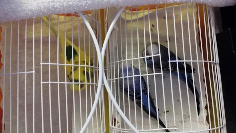 Tierärztliche Praxis für Kleintiere