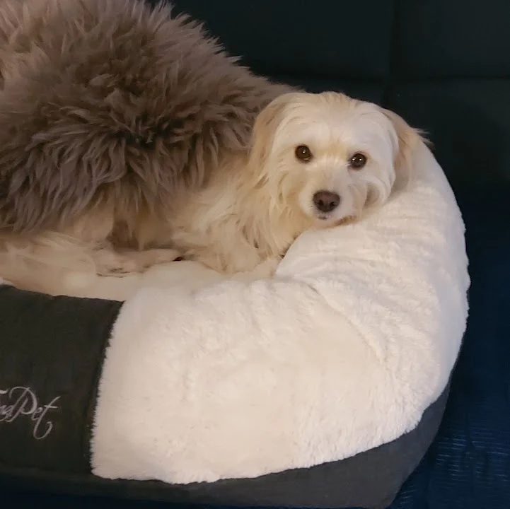 Tierärztliche Praxis für Kleintiere Heidi Egbering