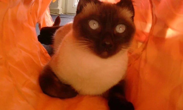 Tierärztliche Praxis für Kleintiere Heidi Egbering