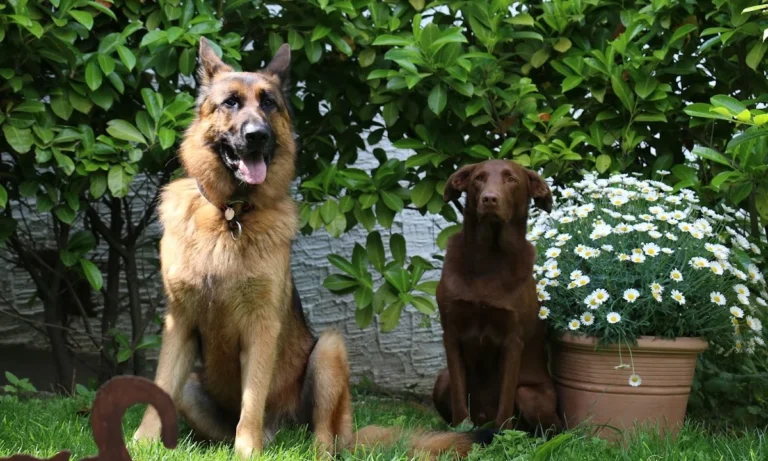 Tierärztliche Praxis Schwarz