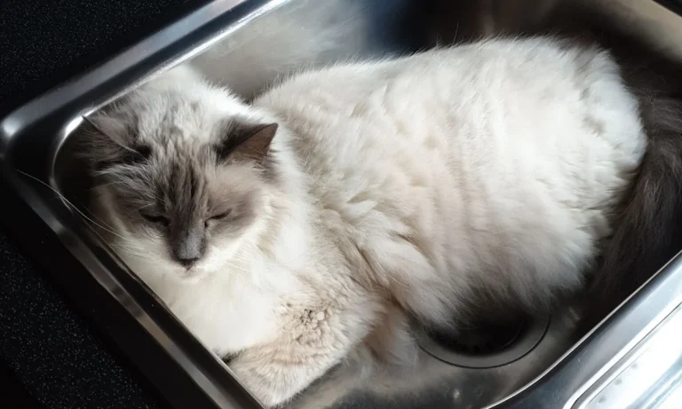 Tierärztliche Praxis Schwarz