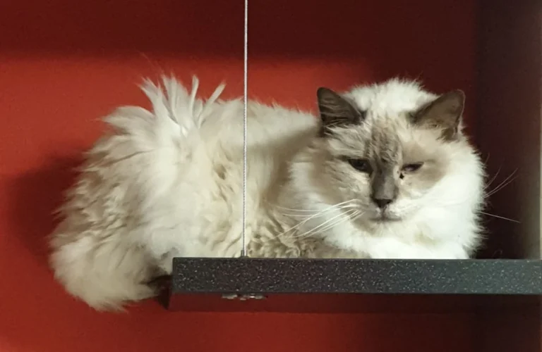 Tierärztliche Praxis Schwarz