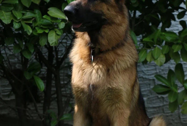 Tierärztliche Praxis Schwarz