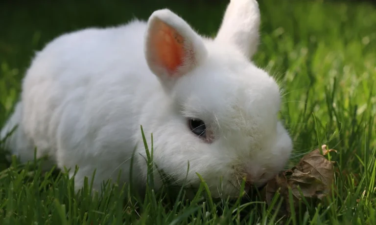 Tierärztliche Praxis Schwarz