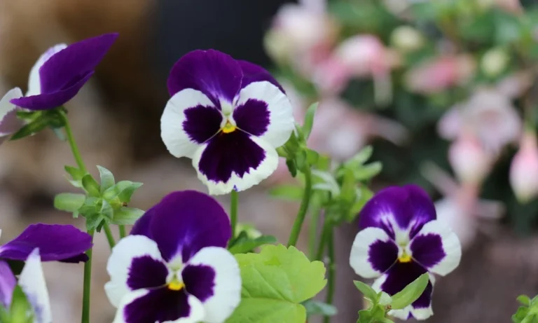 Tierärztliche Praxis Schwarz