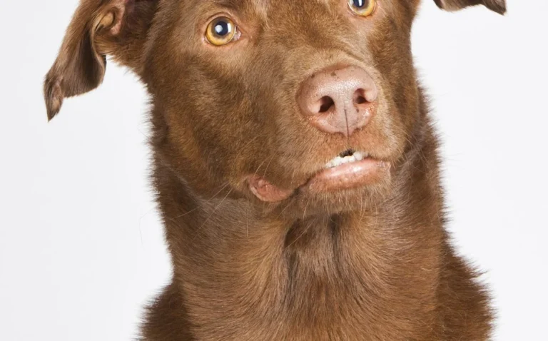 Tierärztliche Praxis Schwarz