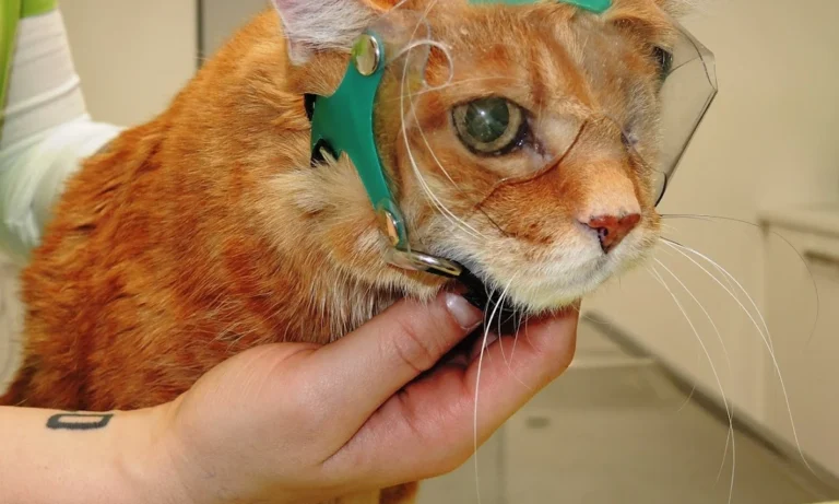 Tierärztliche Spezialpraxis für Augenheilkunde - Dr. Anja Engelhardt