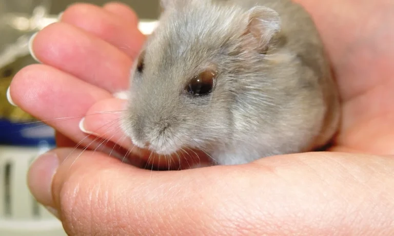 Tierärztliche Spezialpraxis für Augenheilkunde - Dr. Anja Engelhardt