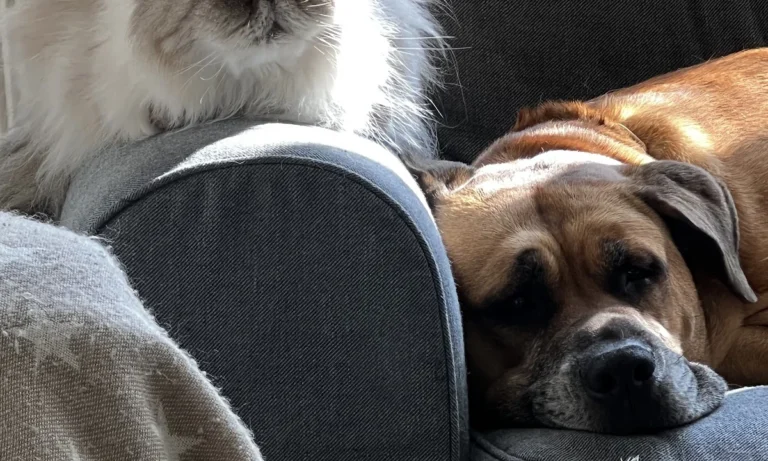 Tierärztliches Institut für angewandte Kleintiermedizin