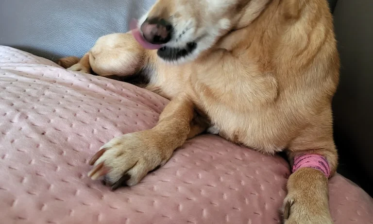 Tierärztliches Institut für angewandte Kleintiermedizin