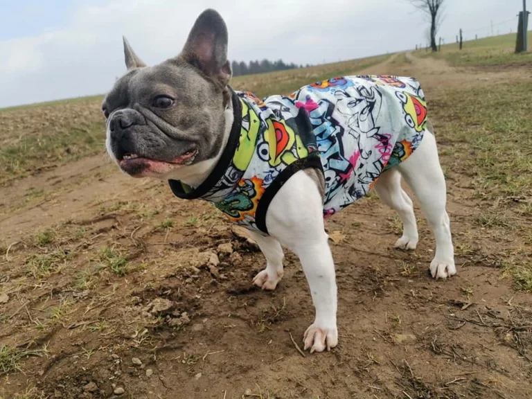 Tierärztliches Institut für angewandte Kleintiermedizin