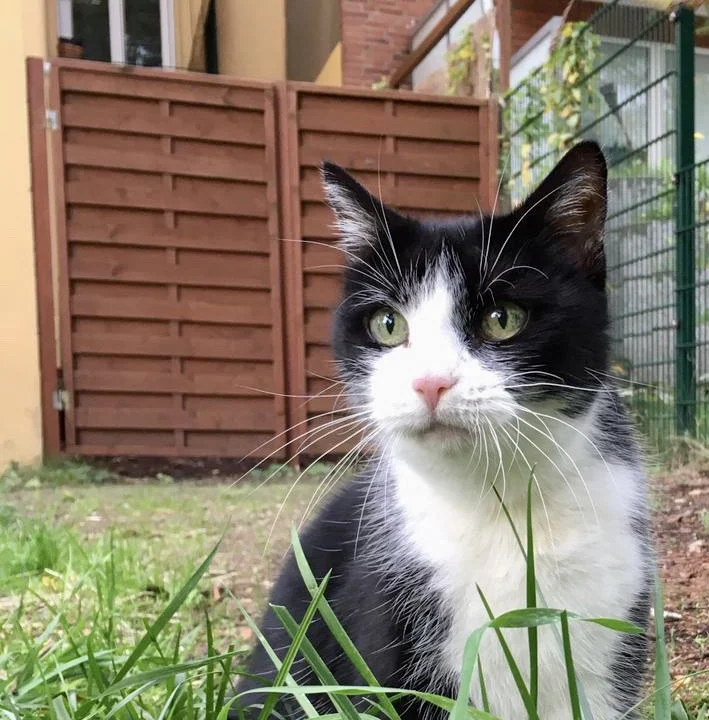 Tierärztliches Institut für angewandte Kleintiermedizin
