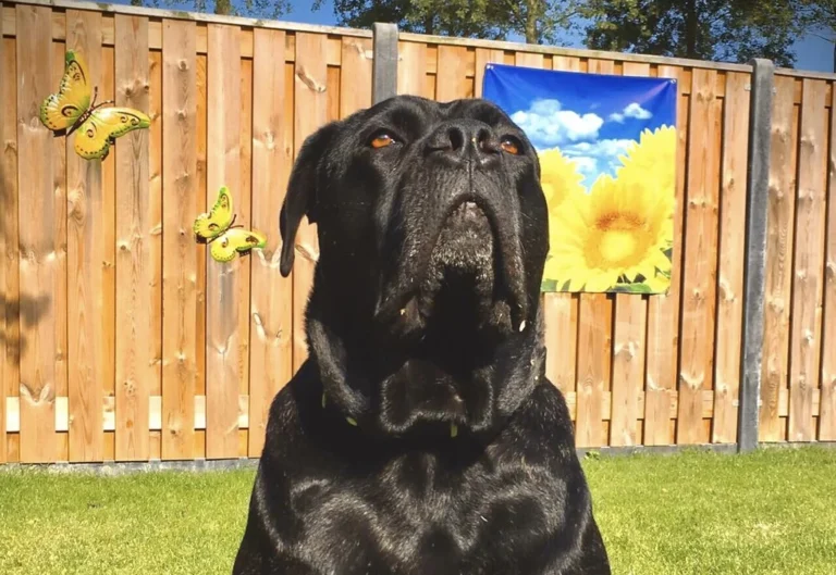 Tierärztliches Institut für angewandte Kleintiermedizin