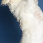 Tierärztliches Orthopädie Team Frankfurt