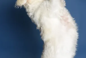 Tierärztliches Orthopädie Team Frankfurt