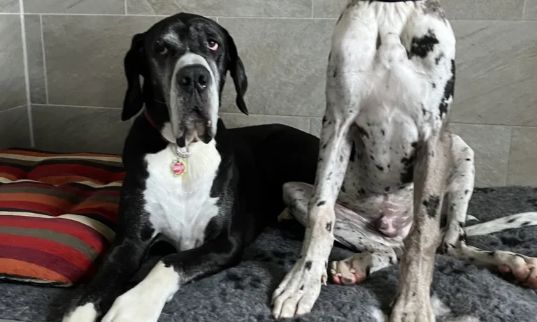 Tierärztliches Orthopädie Team Frankfurt