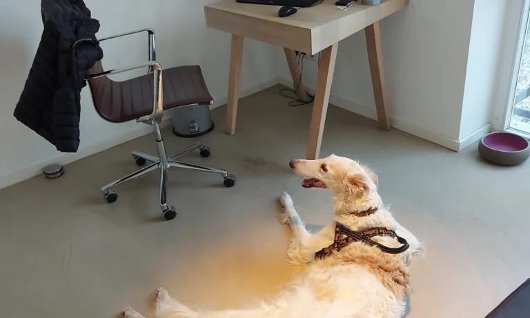 Tierärztliches Orthopädie Team Frankfurt