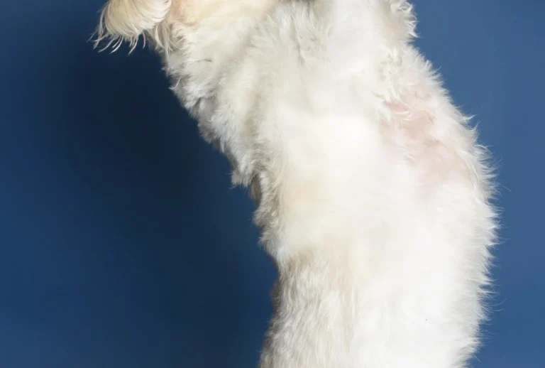 Tierärztliches Orthopädie Team Frankfurt