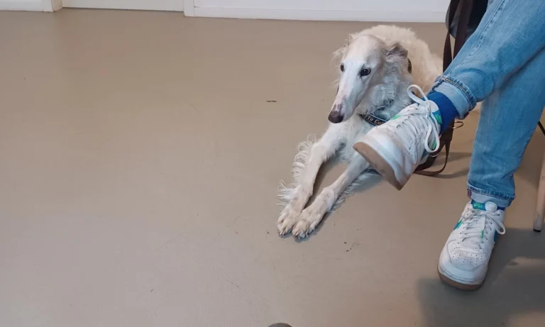 Tierärztliches Orthopädie Team Frankfurt