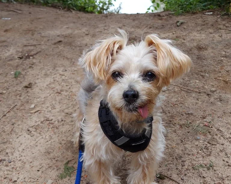 Tierarztpraxis Alice Schmatz-Romeike