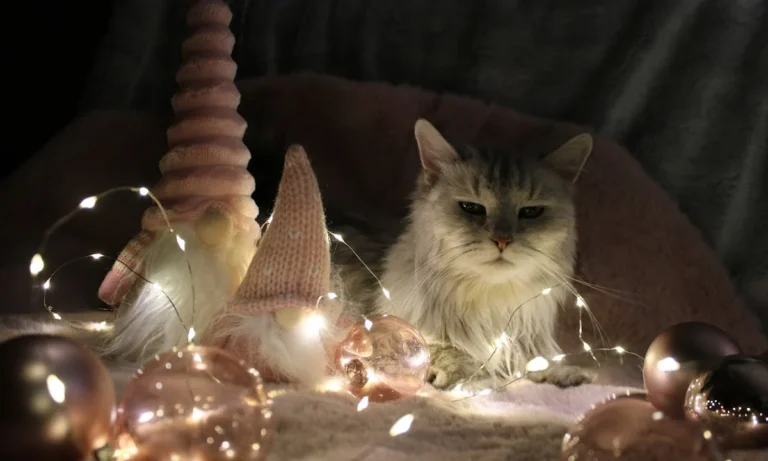 Tierarztpraxis Alice Schmatz-Romeike