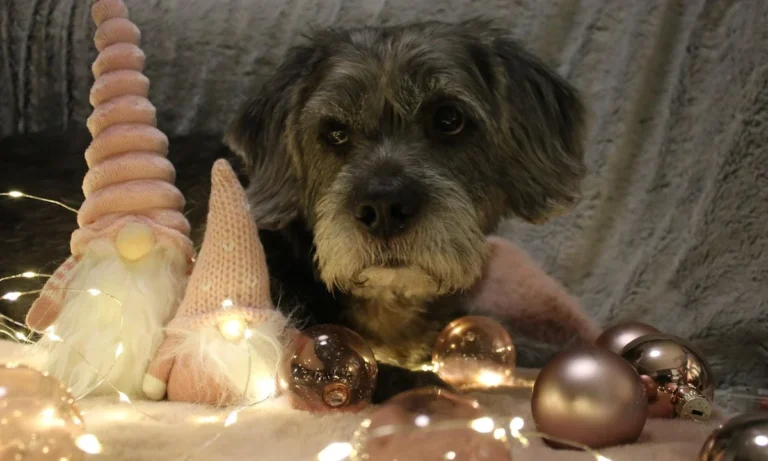 Tierarztpraxis Alice Schmatz-Romeike