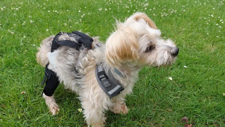 Tierarztpraxis Alice Schmatz-Romeike