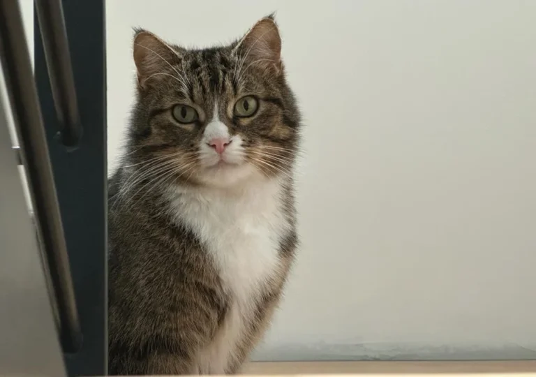 Tierarztpraxis Alice Schmatz-Romeike