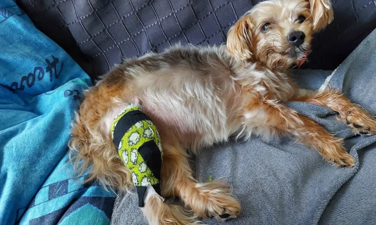 Tierarztpraxis Alice Schmatz-Romeike