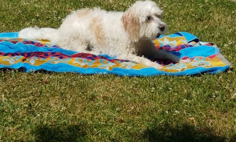 Tierarztpraxis Alice Schmatz-Romeike