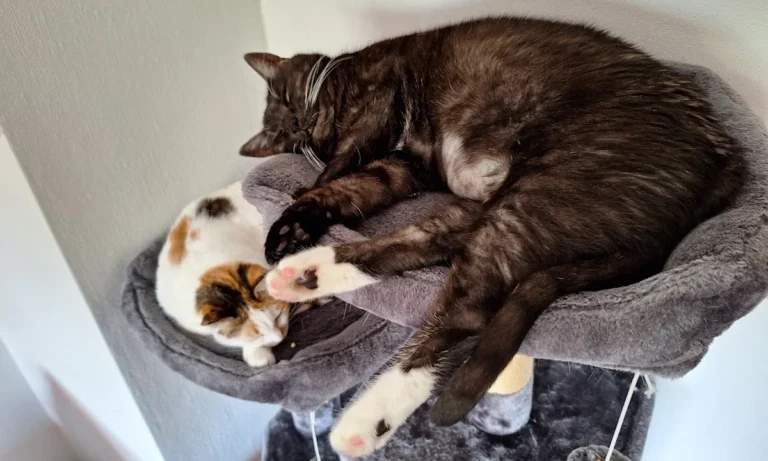 Tierarztpraxis Alice Schmatz-Romeike