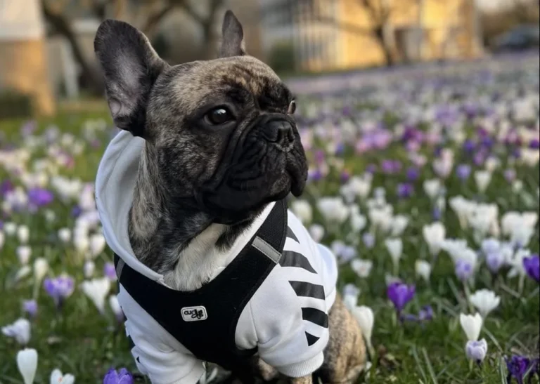 Tierarztpraxis - Alsterhöhe Stephanie Mauer | Hamburg Fuhlsbüttel